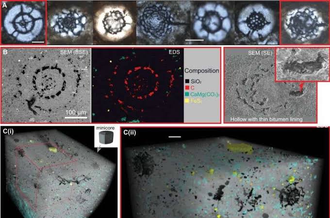 Powerful imaging pulls lost ocean life from 445-million-year-old stone and exposes a hidden extinction record