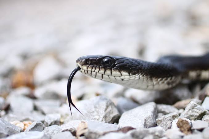 This Harmless Backyard Snake Gets Bigger Than Most People Realize