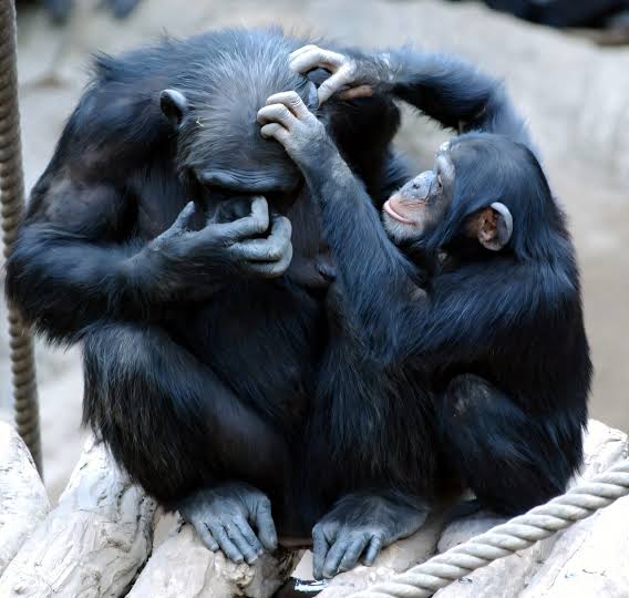 Inside 18 years of ape minds, a vast record that may upend how human intelligence began