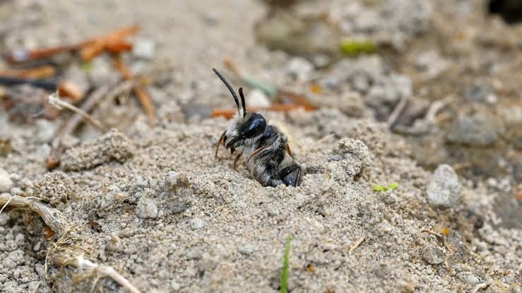 Study finds millions of ground-nesting bees thriving in Ithaca cemetery