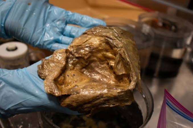 Scientists identify mysterious ‘golden orb’ discovered off Alaska’s coast