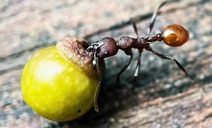 An 8-Year-Old Boy Spotted "Seeds" in His Backyard and Accidentally Broke a 100-Year-Old Biology Rule
