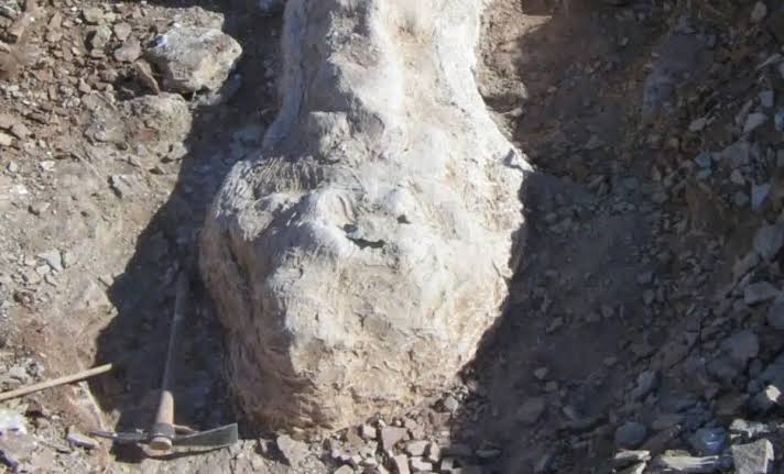 A Shepherd in Patagonia Discovered 65-Foot Dinosaur Fossils Beneath His Farm That Don’t Belong to Any Recognized Group