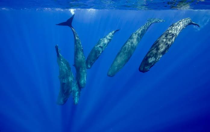 Sperm whale ‘language’ follows human-like patterns