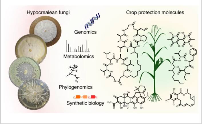 Scientists unlock fungi's secret chemistry, offering a greener path to crop protection