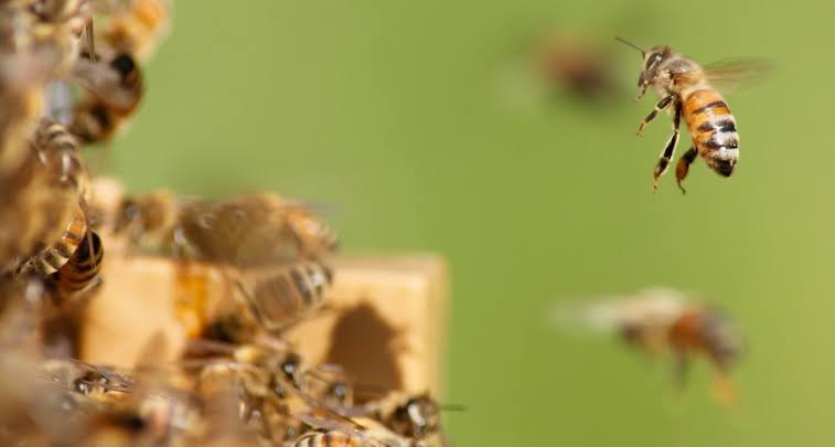 Unique Honeybees Found Only in Southern California Can Fend Off Deadly Varroa Mites