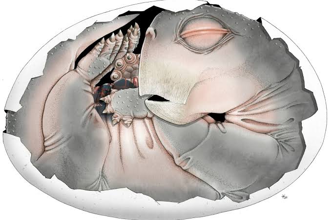Embryo fossil found in South Africa is world’s oldest proof that mammal ancestors laid eggs