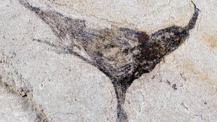 Fossils from China show complex life evolved millions of years earlier than once thought