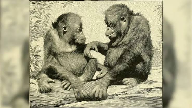 Newly discovered fossil challenges idea of ape origins in east Africa