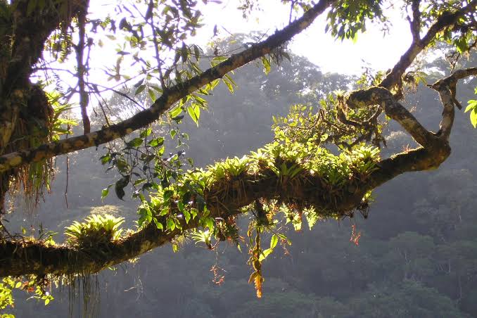 Plant Found in Obscure Brazilian Rainforest Seems Weirdly Good at Fighting Covid-19