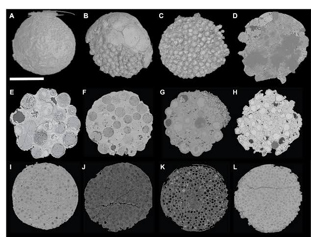 Embryo-like fossils from Southern China offer new clues about ancient life