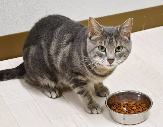 Japan team discovers why cats leave meals unfinished