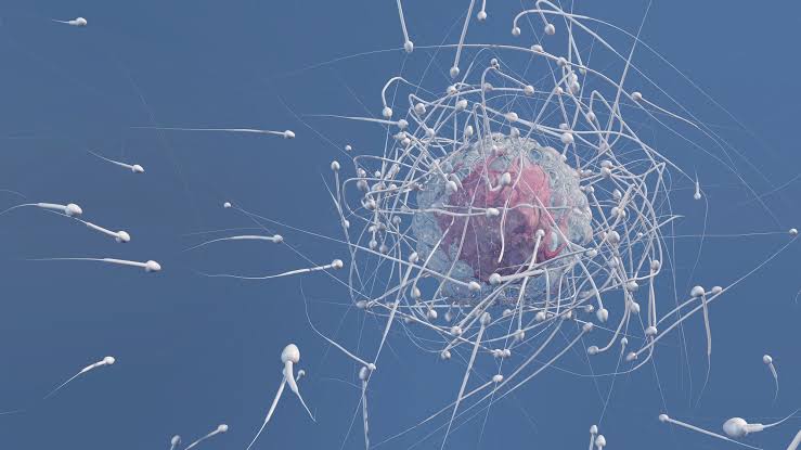 Sperm loses its sense of direction in space