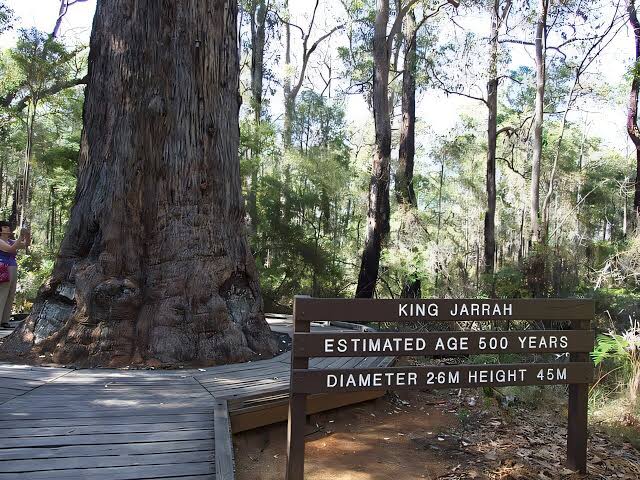 Can jarrah forests be recovered after bauxite mining?