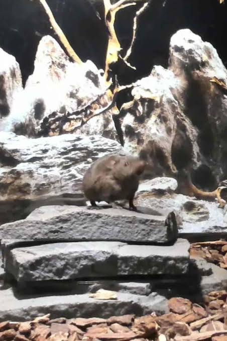 A Mutation Gave Humans the Gift of Speech. These Mice Have It, Too.