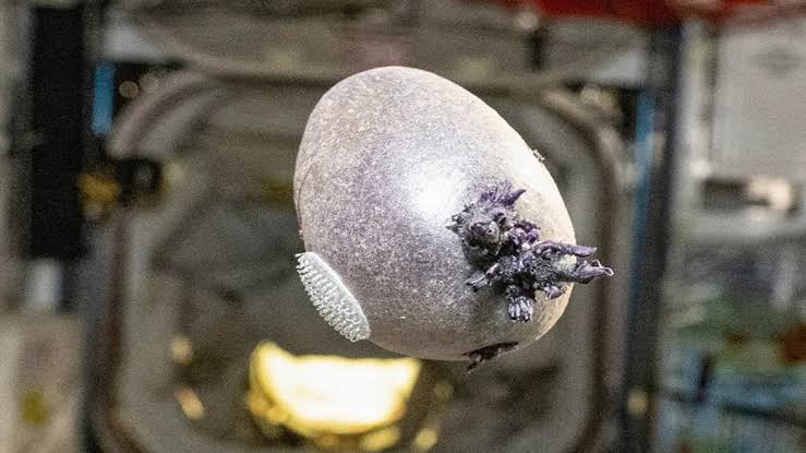 NASA astronaut shares photo of strange purple object with ‘tentacles’