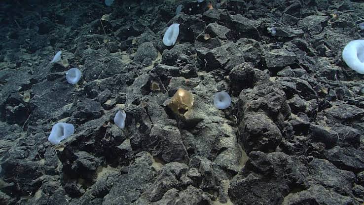 Scientists identify mysterious 'golden orb' found on ocean floor – and it’s not an alien egg