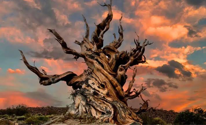 Scientists Extracted DNA From a Living Organism Older Than the Pyramids and Found the Secret to Immortality