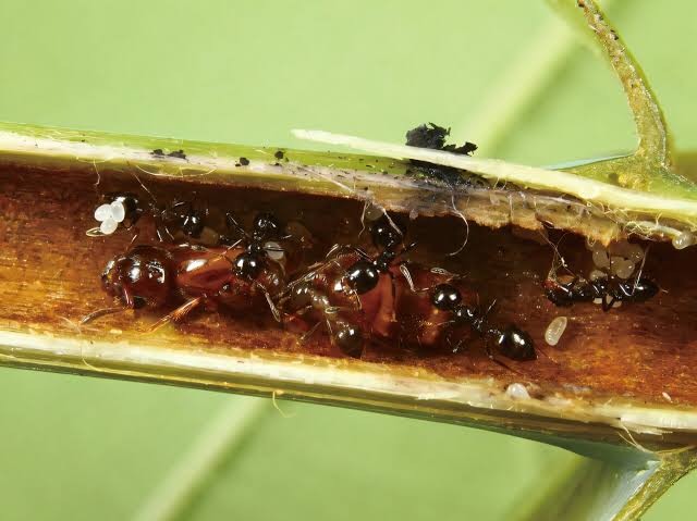 Wasps move in on ant-plant partnership, disrupting a 10‑million‑year mutualism