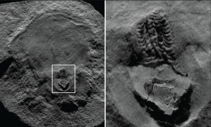Scientists Finally Cracked the Case of This Mysterious 300-Million-Year-Old Fossil