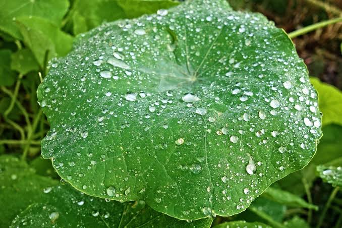 Plants can sense the sound of rain, new study finds