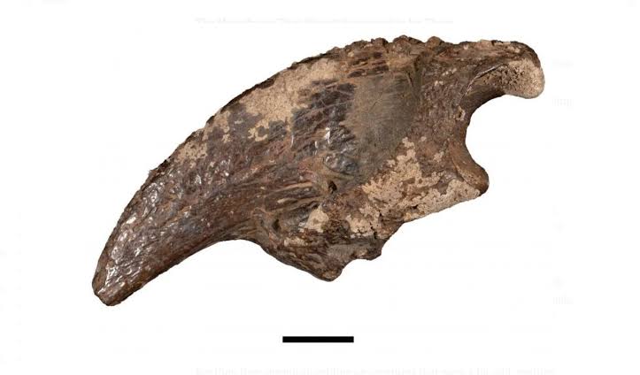 Extinct ice age giants in Bender's Cave challenge existing climate records for the Edwards Plateau