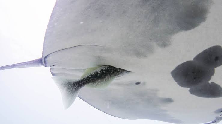 'A combination of amazement and horror': Hitchhiker fish hide in manta ray buttholes
