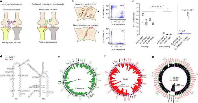 Long-term editing of brain circuits using an engineered electrical synapse