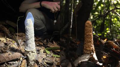 “It Was Definitely An Unconventional Solution”: Mysterious Function Of Phallic Structures Deep In The Amazon Solved With The Help Of 40 Condoms