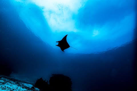 Surprising New Shark Behavior Discovered In Mexico