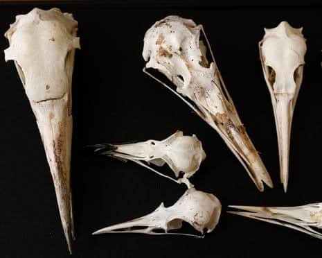 Scientists believe birds’ skulls hold clues to inner lives of long-extinct dinosaurs