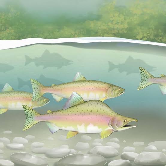 How a little-known salmon species is thriving while others struggle