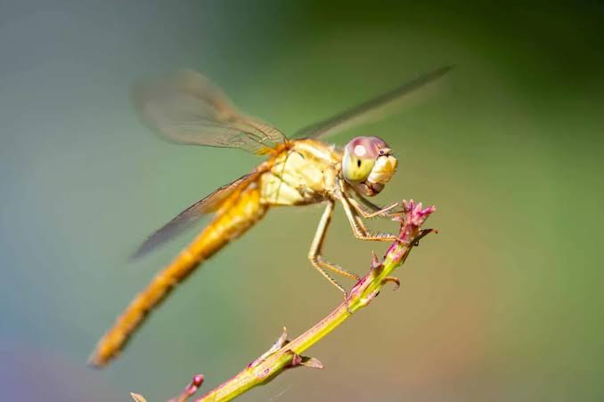 Scientists Found a Dragonfly Eye Superpower That Humans Never Knew Existed