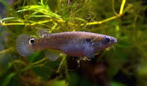 Scientists Gave ‘Aggressive’ Fish Psychedelic Drugs. A Breakthrough Came Next