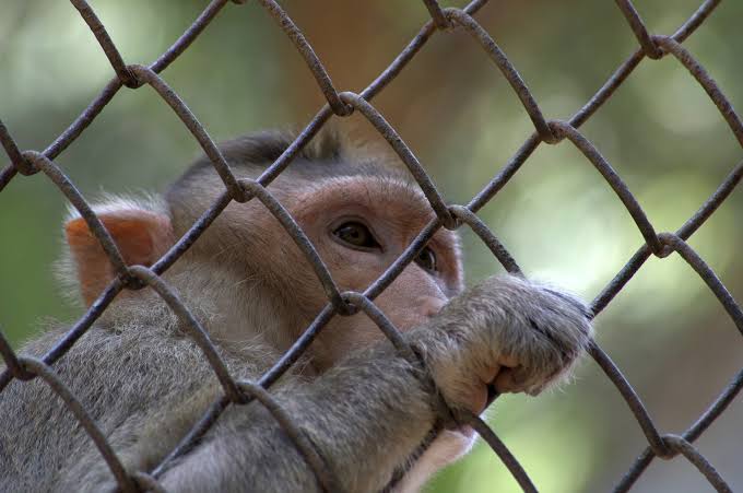 How lifetime stress drives abnormal behaviors in lab monkeys