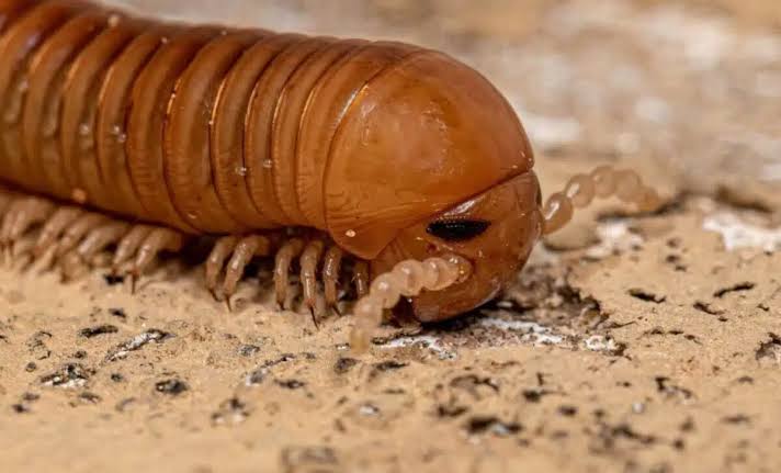 Scientists Have Found Fossil in Wisconsin's Mudstones of a Creature Whose Legs Were Built for Walking on Land, But It Never Left the Ocean
