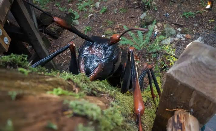 Ancient Insects Grew Massive, and Scientists Say Oxygen May Not Explain It After All