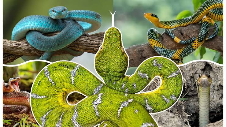'More than 100 million years of evolution': How snakes evolved and lost their legs