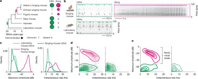 Specific expansion of motor cortical projections in a singing mouse