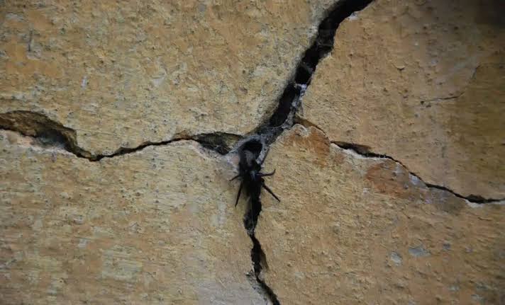 Hidden in Wall Crevices, Scientists Discover a Tiny Spider That Hunts Prey 6 Times Its Size