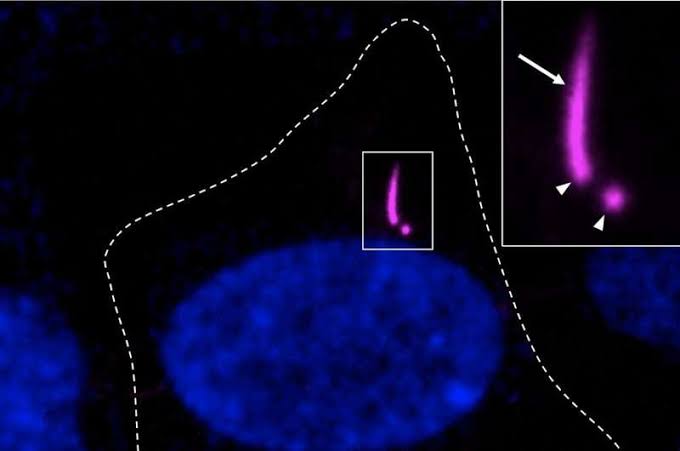 Fluorescent probe lights up centrioles and cilia in living cells across species