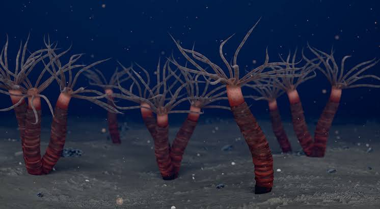 450-Million-Year-Old Fossils Reveal Strange, Tube-Dwelling Jellyfish Relative