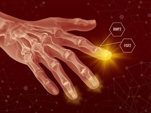Humans May Have Hidden Regenerative Powers, New Study Suggests