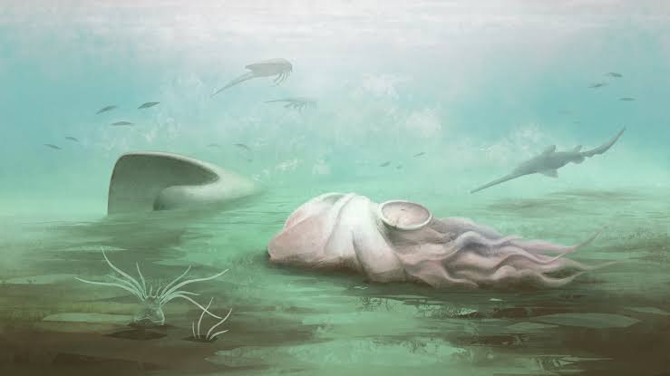 So long, sucker: world’s ‘oldest octopus’ is stripped of its title