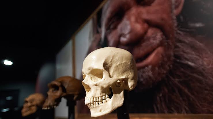 Neanderthals' brains weren't to blame for their demise, new study suggests
