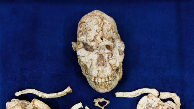 Scientists Have One Big Question After Reconstructing A 3.7 Million-Year-Old Face