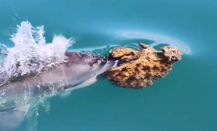 Rare footage captures dolphins using sponges as tools for hunting on the seafloor