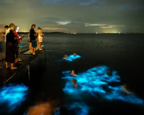 Bioluminescent algae’s blue light harnessed to make 3D-printed shapes