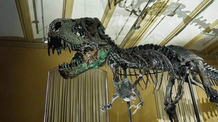 Blood vessels found in T. rex bones are rewriting dinosaur science