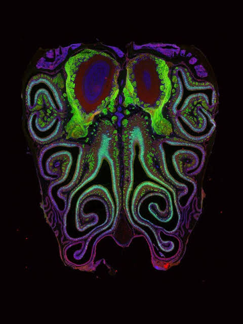 Scientists Unveil ‘Long Lost’ Map for Smell